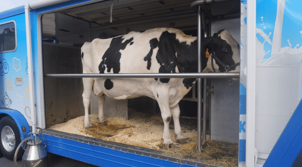 MultimediaCarousel_MDCCow