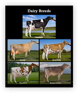 VFT_HighSchool_DairyBreeds_ProdCatCard